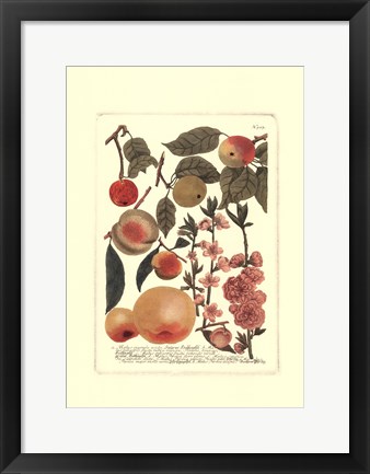 Framed Fruits II Print