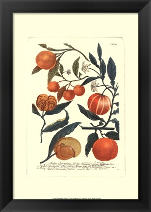 Framed Fruits III Print