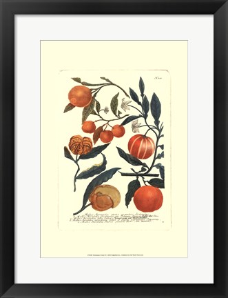 Framed Fruits III Print