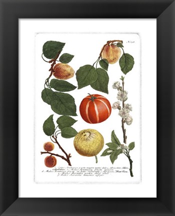 Framed Fruits IV Print