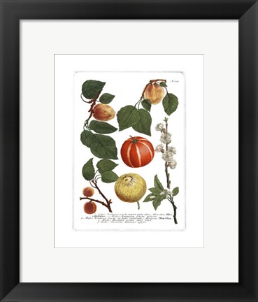 Framed Fruits IV Print