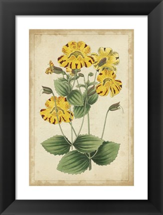 Framed Curtis Blooms in Yellow I Print