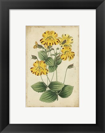 Framed Curtis Blooms in Yellow I Print