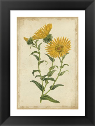 Framed Curtis Blooms in Yellow II Print