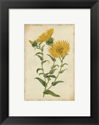 Framed Curtis Blooms in Yellow II Print