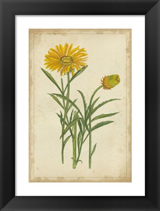 Framed Curtis Blooms in Yellow III Print