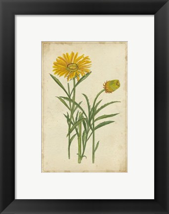 Framed Curtis Blooms in Yellow III Print