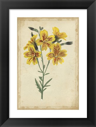 Framed Curtis Blooms in Yellow IV Print