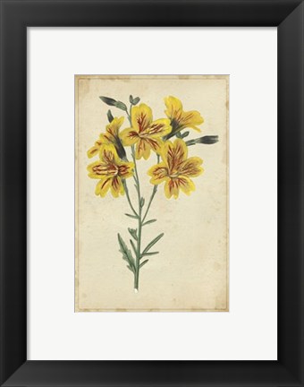 Framed Curtis Blooms in Yellow IV Print