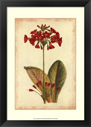 Framed Curtis Blooms in Red I Print