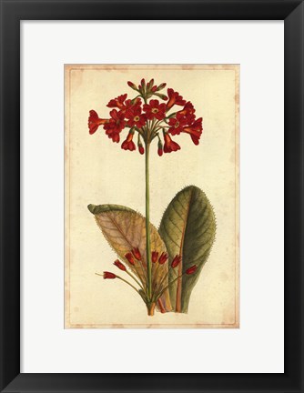 Framed Curtis Blooms in Red I Print