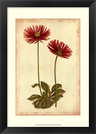 Framed Curtis Blooms in Red II Print