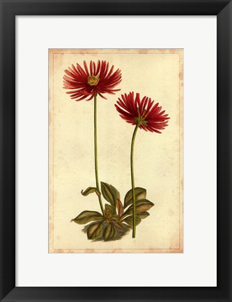 Framed Curtis Blooms in Red II Print