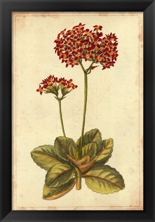 Framed Curtis Blooms in Red III Print