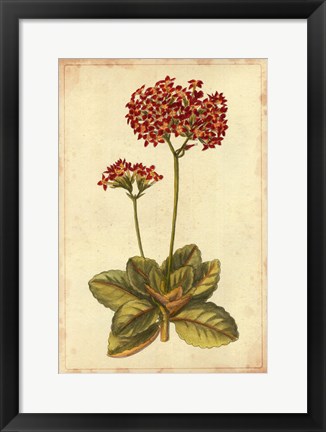 Framed Curtis Blooms in Red III Print