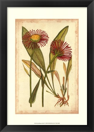 Framed Curtis Blooms in Red IV Print