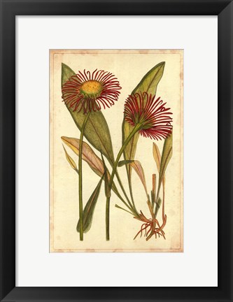 Framed Curtis Blooms in Red IV Print