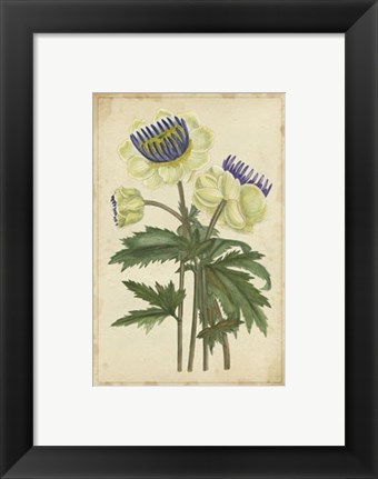 Framed Curtis Blooms in White III Print