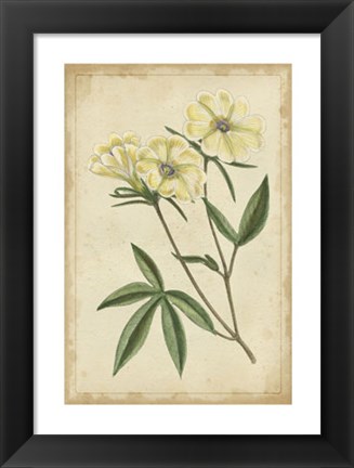 Framed Curtis Blooms in White IV Print