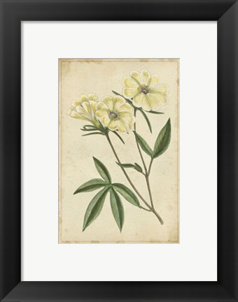 Framed Curtis Blooms in White IV Print