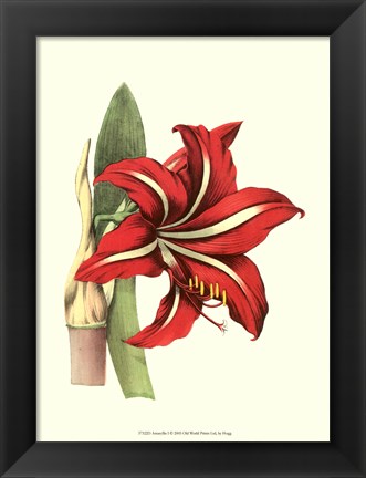 Framed Amaryllis I Print