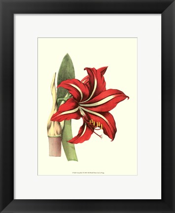 Framed Amaryllis I Print