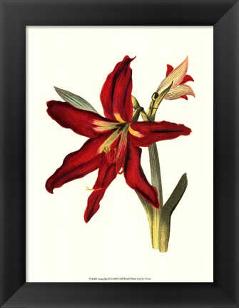 Framed Amaryllis II Print