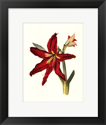 Framed Amaryllis II Print