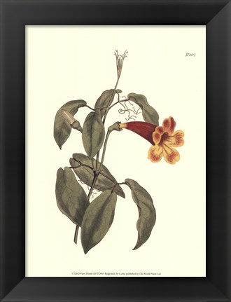 Framed Fiery Florals III Print