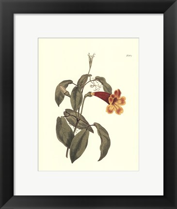 Framed Fiery Florals III Print