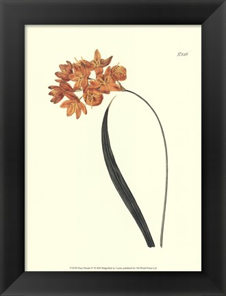 Framed Fiery Florals IV Print