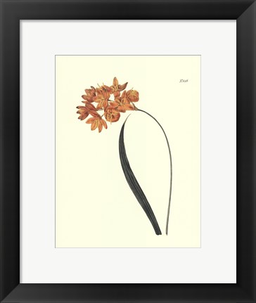 Framed Fiery Florals IV Print