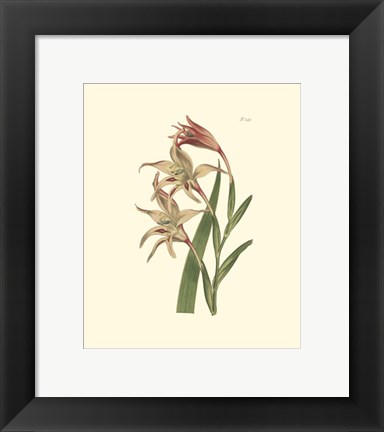 Framed Floral I Print