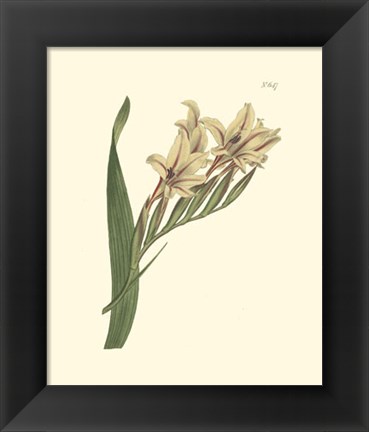 Framed Floral II Print