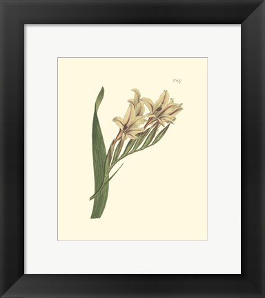 Framed Floral II Print