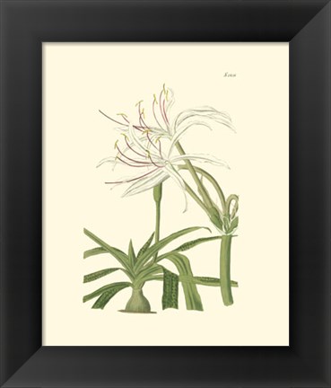 Framed Floral III Print