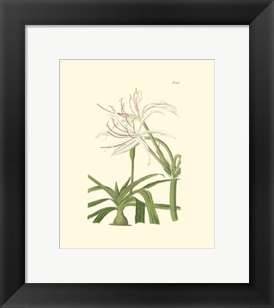 Framed Floral III Print