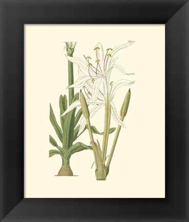 Framed Floral IV Print