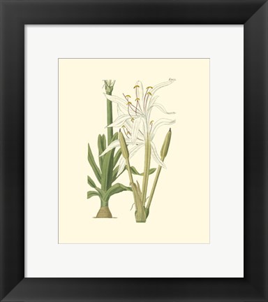 Framed Floral IV Print