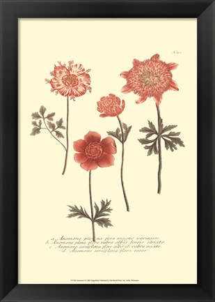 Framed Anemone I Print