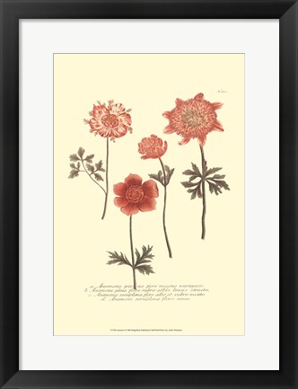 Framed Anemone I Print