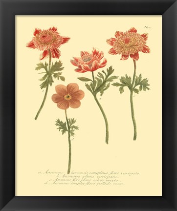 Framed Anemone II Print