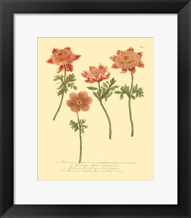 Framed Anemone II Print