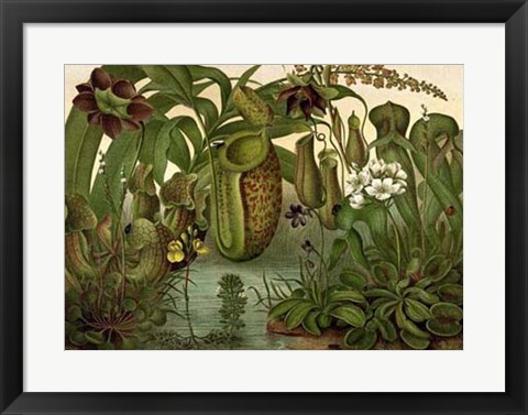 Framed Venus Fly Trap Print