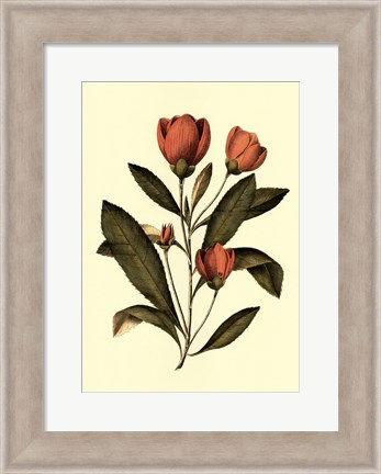 Framed Coral Beauty II Print