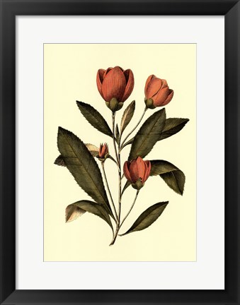 Framed Coral Beauty II Print