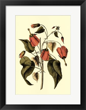 Framed Coral Beauty III Print