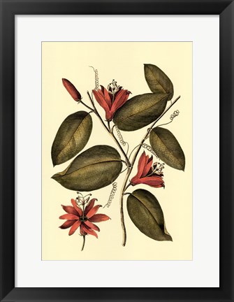 Framed Coral Beauty IV Print