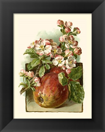 Framed Apple Blossom Print