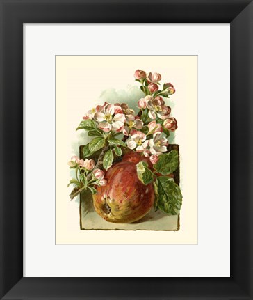 Framed Apple Blossom Print